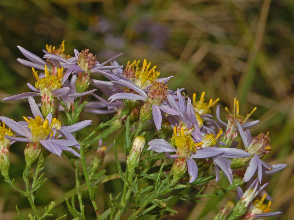 Galatella sedifolia  / Astro scabro